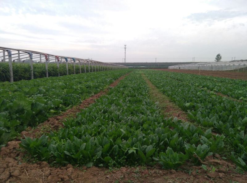 大叶菠菜10~15厘米