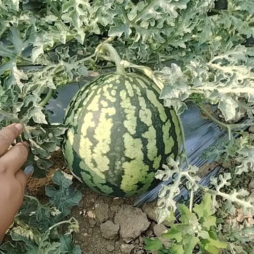 西瓜云南美都西瓜【精品西瓜】产地直供