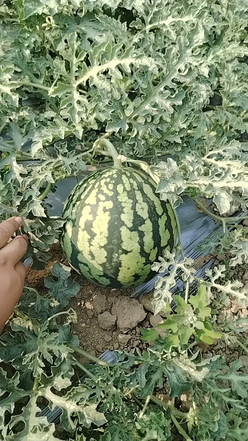 西瓜云南美都西瓜【精品西瓜】产地直供
