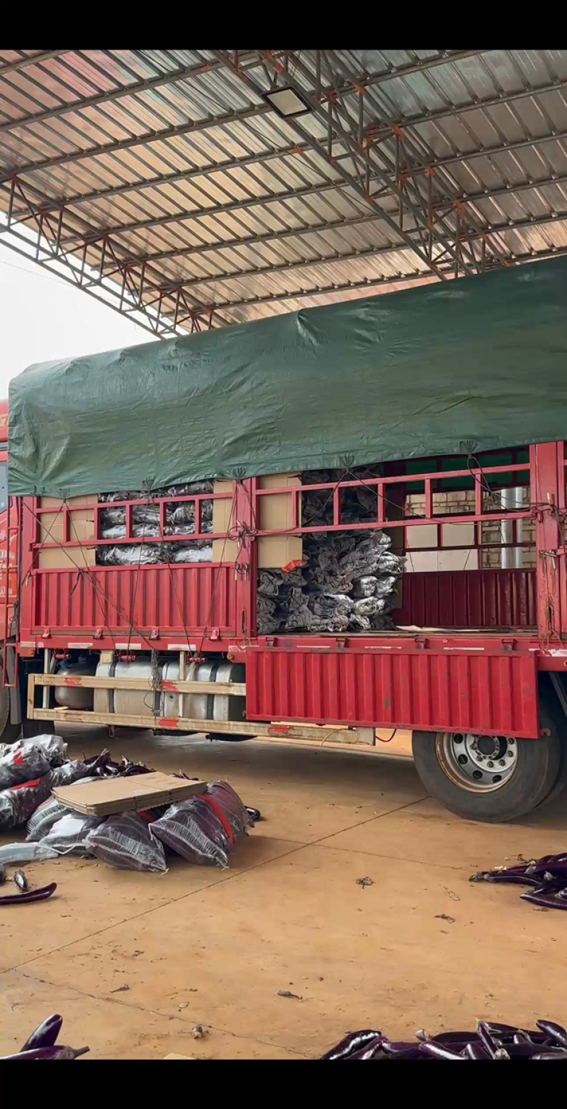 广东紫长茄产地直发价格实惠可大量承接工厂商超