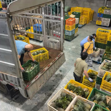 海南凤梨大量到货，发货中！