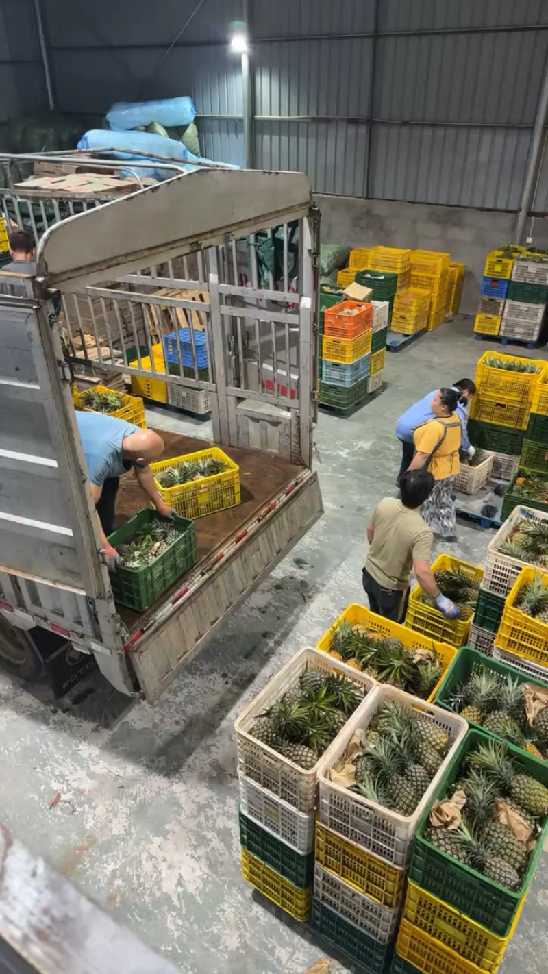 海南凤梨大量到货，发货中！