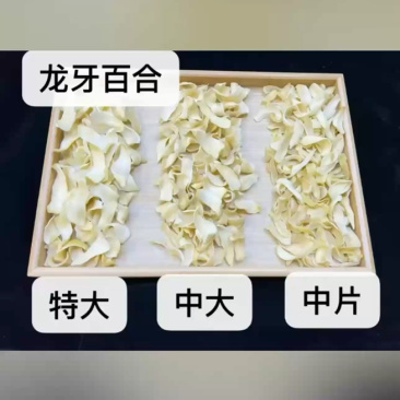 特大号龙牙百合，货量充足！