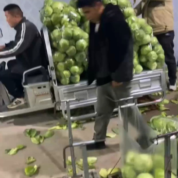 青梗硬实，货源充足，联系批发