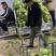 青梗硬实，货源充足，联系批发