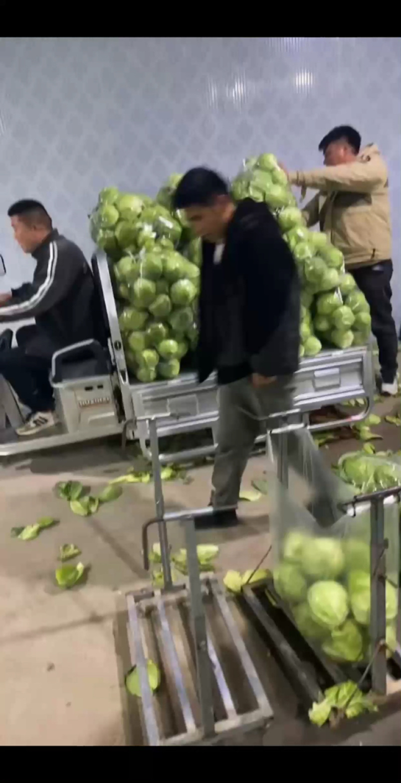 青梗硬实，货源充足，联系批发
