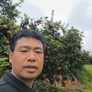脐橙