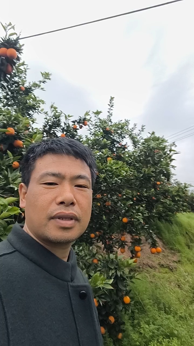 脐橙