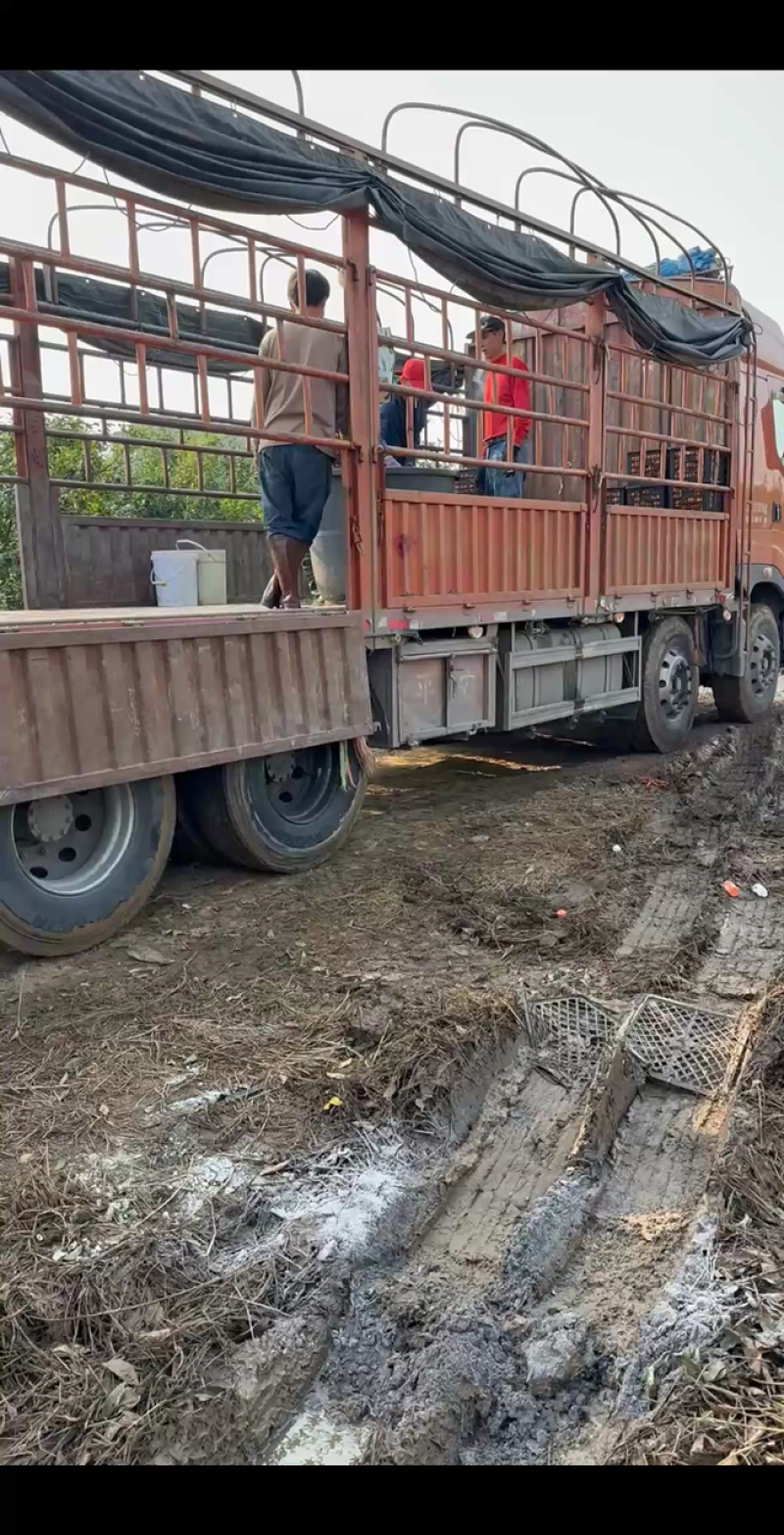 通货6点起，2026年3月5号装车。