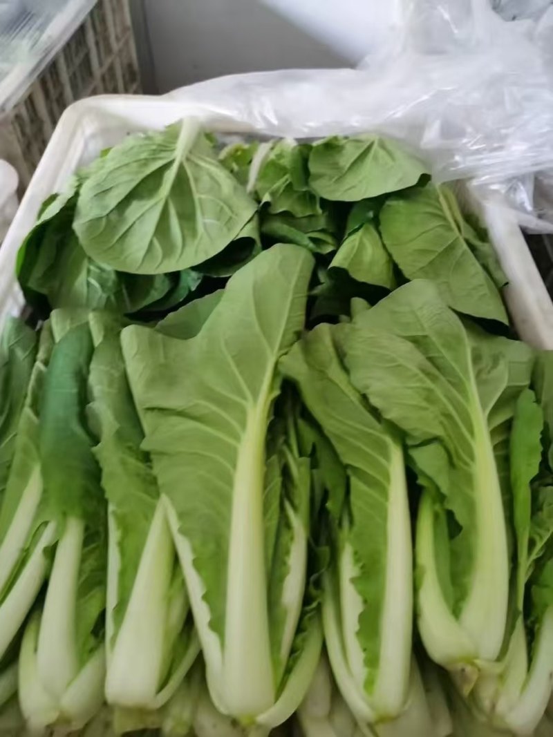 毛白菜快菜