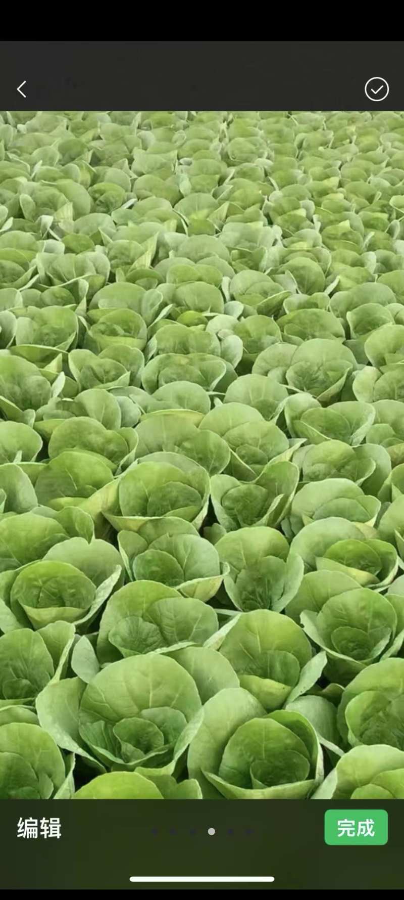 毛白菜快菜