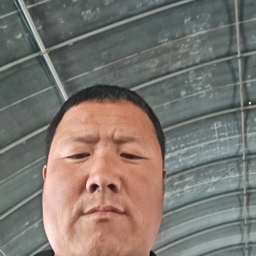 【实力】山东大葱铁杆大葱，净葱2cm左右40cm以上，现货