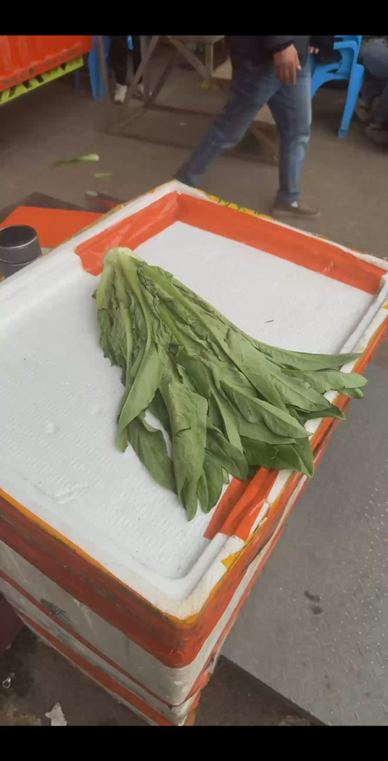 重庆双福油麦菜5毛/斤，量大从优