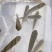 【推荐】草鱼苗，出售各种鱼苗，及成品鱼，欢迎下单咨询