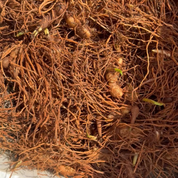 白芨芽头发货，漂亮新鲜！