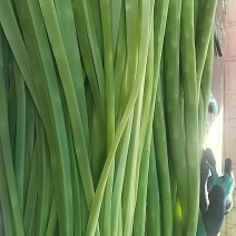 贡菜，无叶，自然晾干