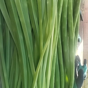 贡菜，无叶，自然晾干