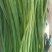 贡菜，无叶，自然晾干
