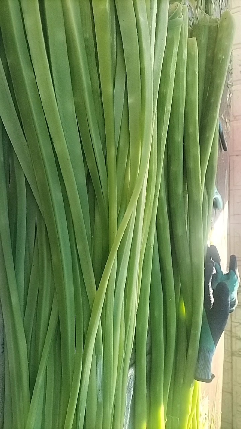 贡菜，无叶，自然晾干