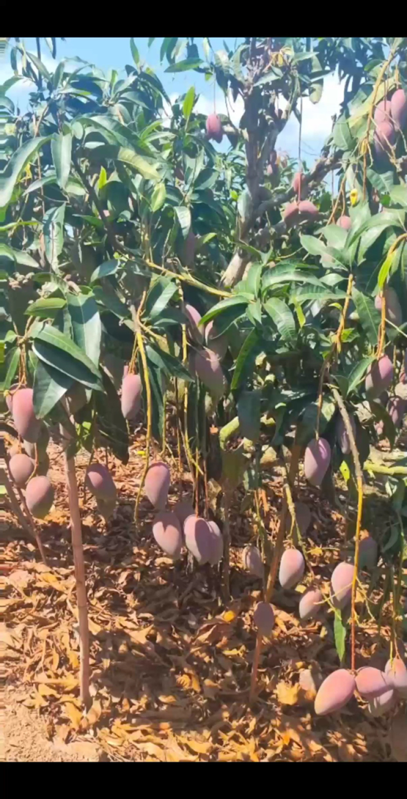 海南贵妃芒树上熟承接一件代发支持各电商平台