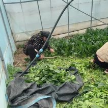 6人采摘中，精品蔬菜大量到货！