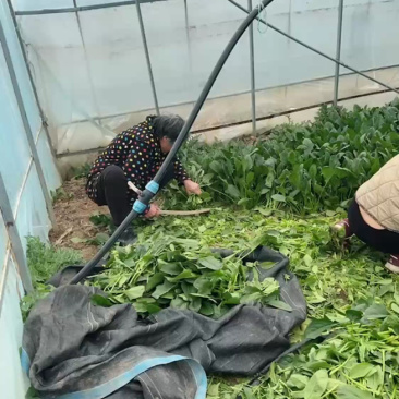 6人采摘中，精品蔬菜大量到货！