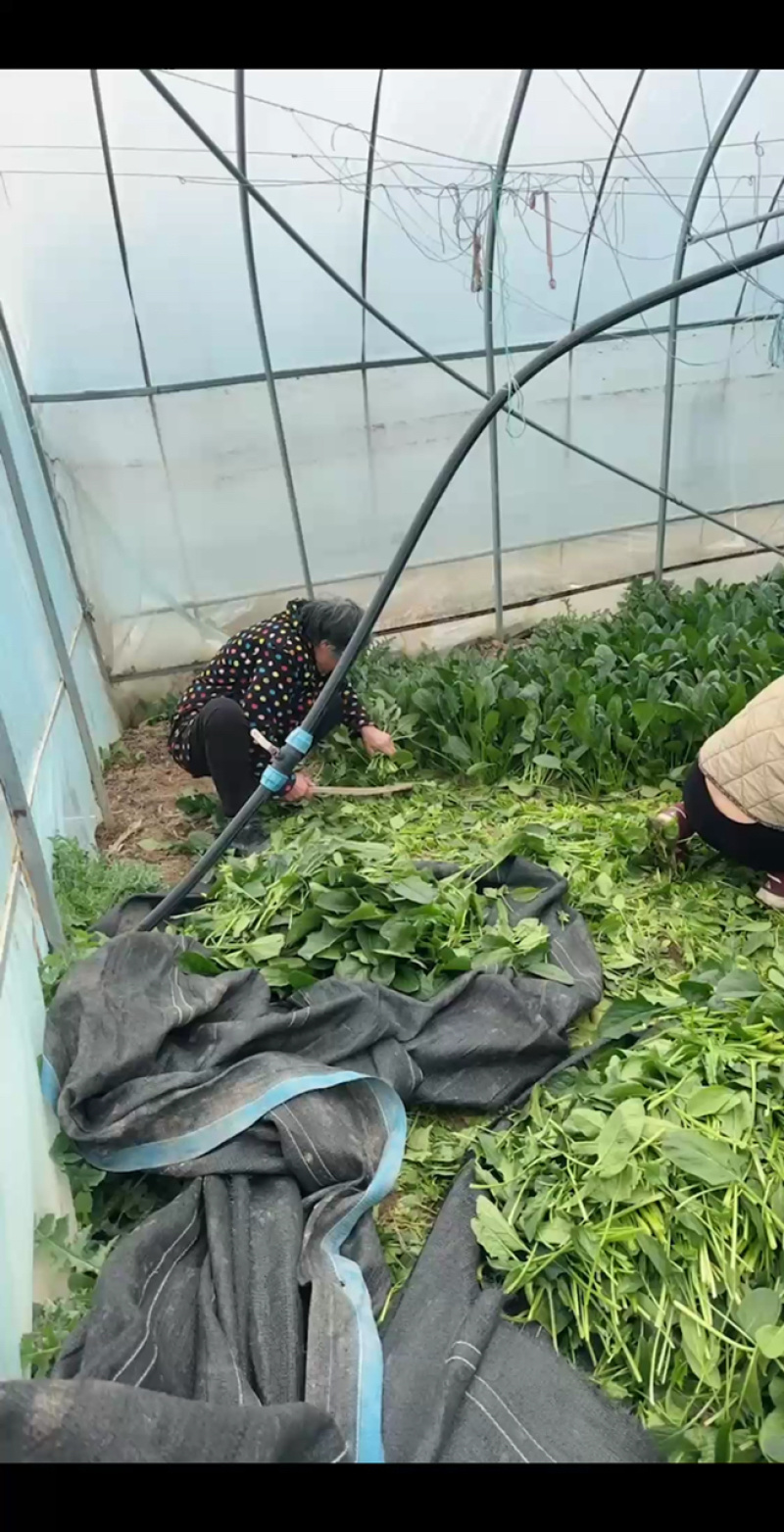 6人采摘中，精品蔬菜大量到货！
