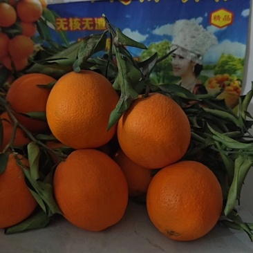夏橙.江边货.一手货源大量供应.果园看货採货海拔低口感甜