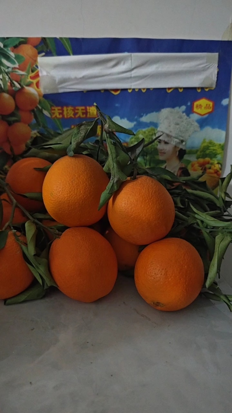 夏橙.江边货.一手货源大量供应.果园看货採货海拔低口感甜