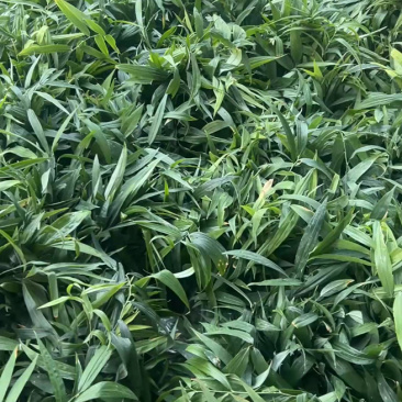 8万株黄精苗装车，袋装100颗！
