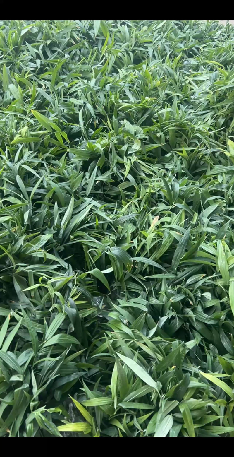 8万株黄精苗装车，袋装100颗！
