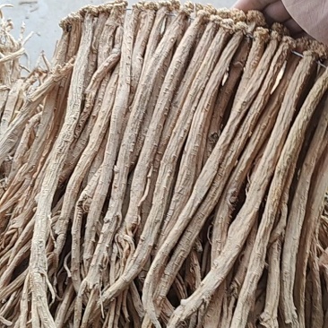 甘肃白条党参精品段,保质保量,欢迎大家前来订购