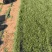 【剪股颖】四季青草坪，剪股颖草皮