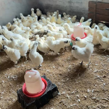 正宗泰和乌鸡