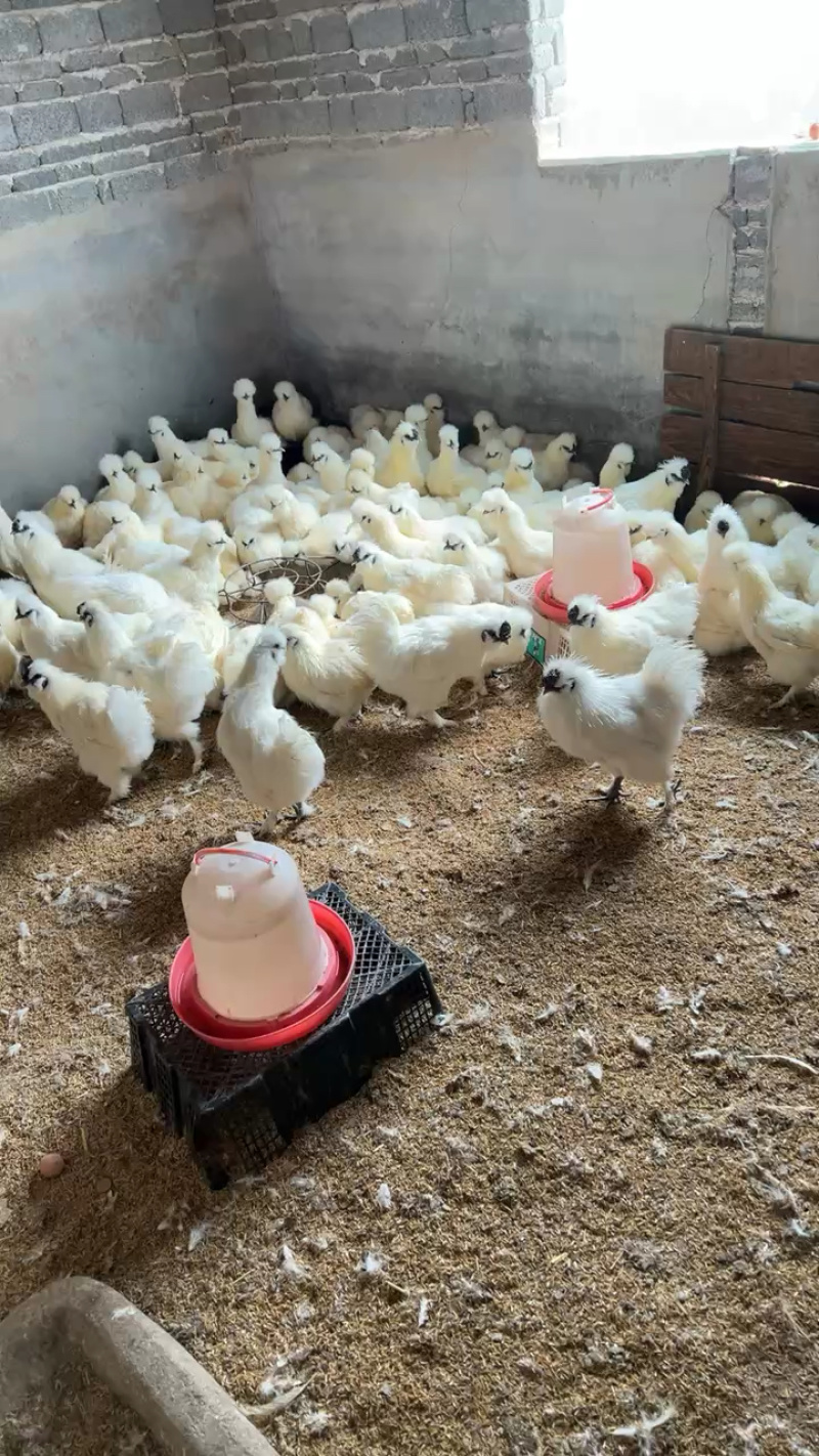 正宗泰和乌鸡