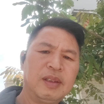 江西干粽子叶/野生干粽叶大号新叶/家用商用粽叶批发