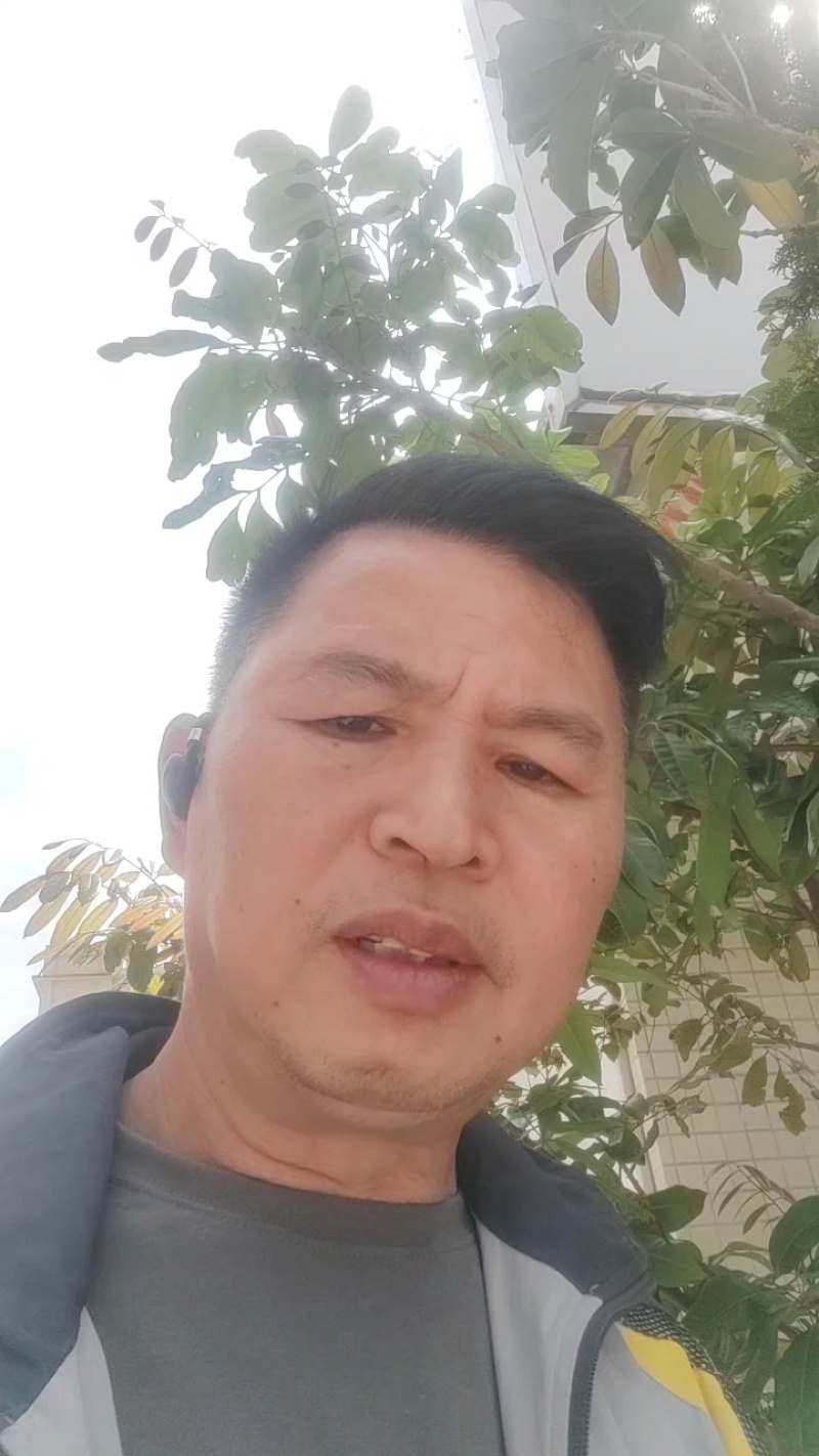 江西干粽子叶/野生干粽叶大号新叶/家用商用粽叶批发