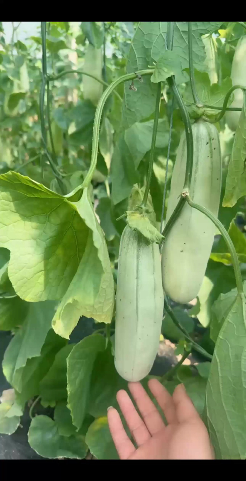 精品博洋611，无糖心，苹果发货中。