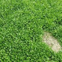 马兰头#野生马兰头#大棚种植马兰头浙江嘉兴基地直发