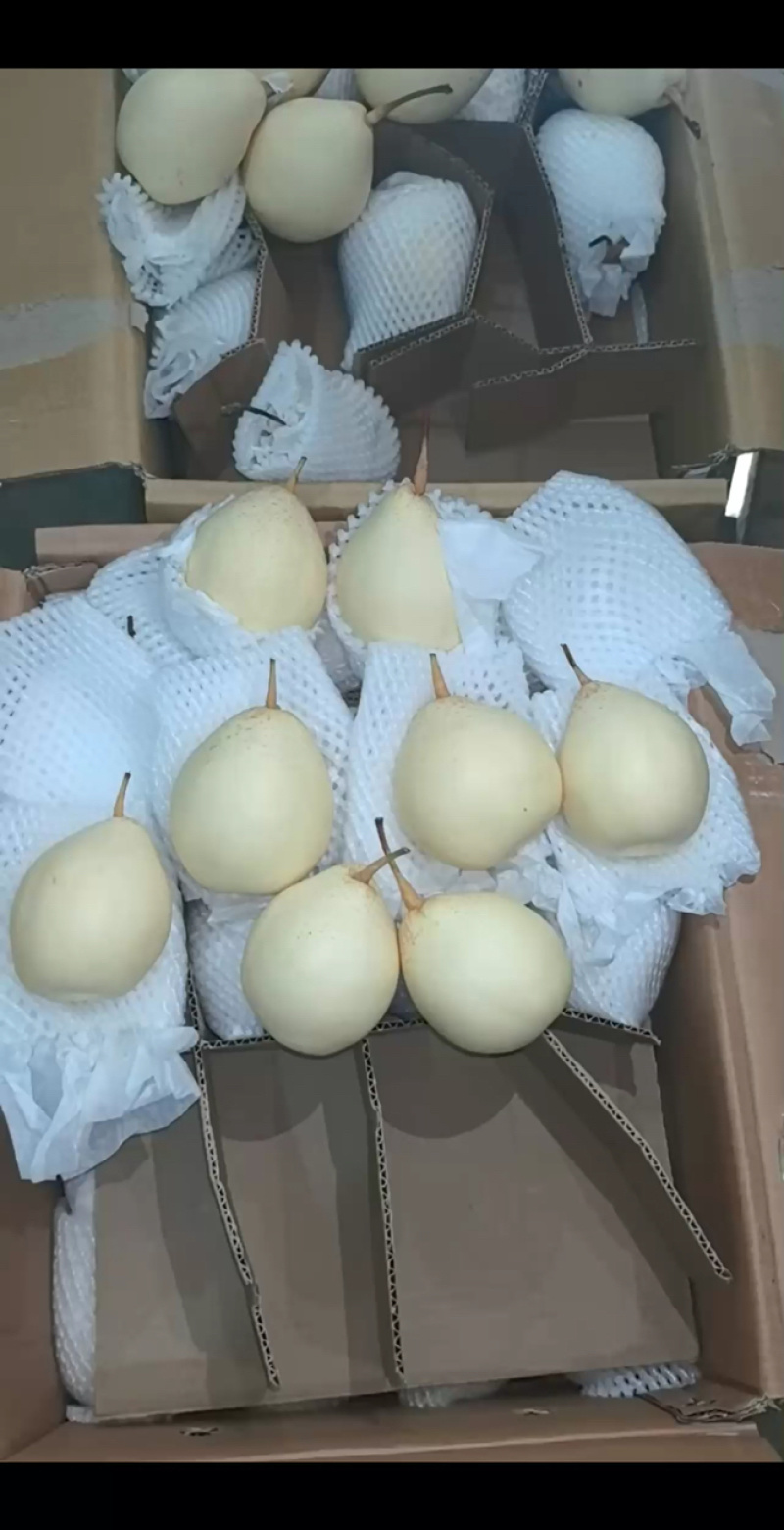 河北水晶鸭梨货源齐全，质量有保证，大量现货，一手货源