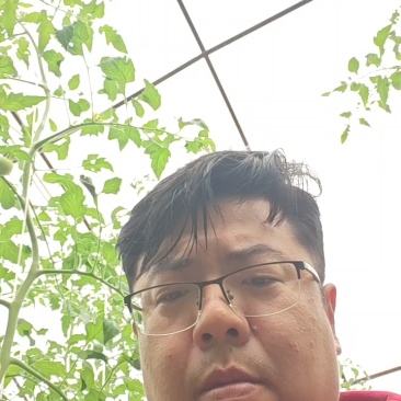 陕西渭南水果番茄甜芯果