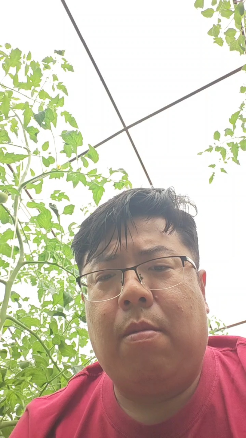 陕西渭南水果番茄甜芯果