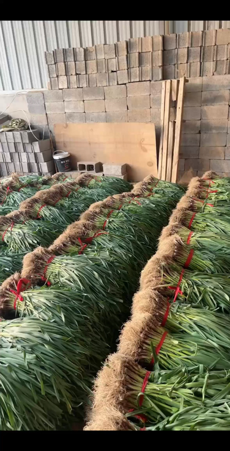 红根蒜苗电商货，加冰瓶发车，质量漂亮！