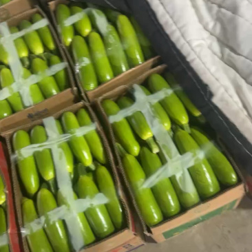 江苏连云港绿皮西葫芦大量接单产地直发量大从优欢迎来电