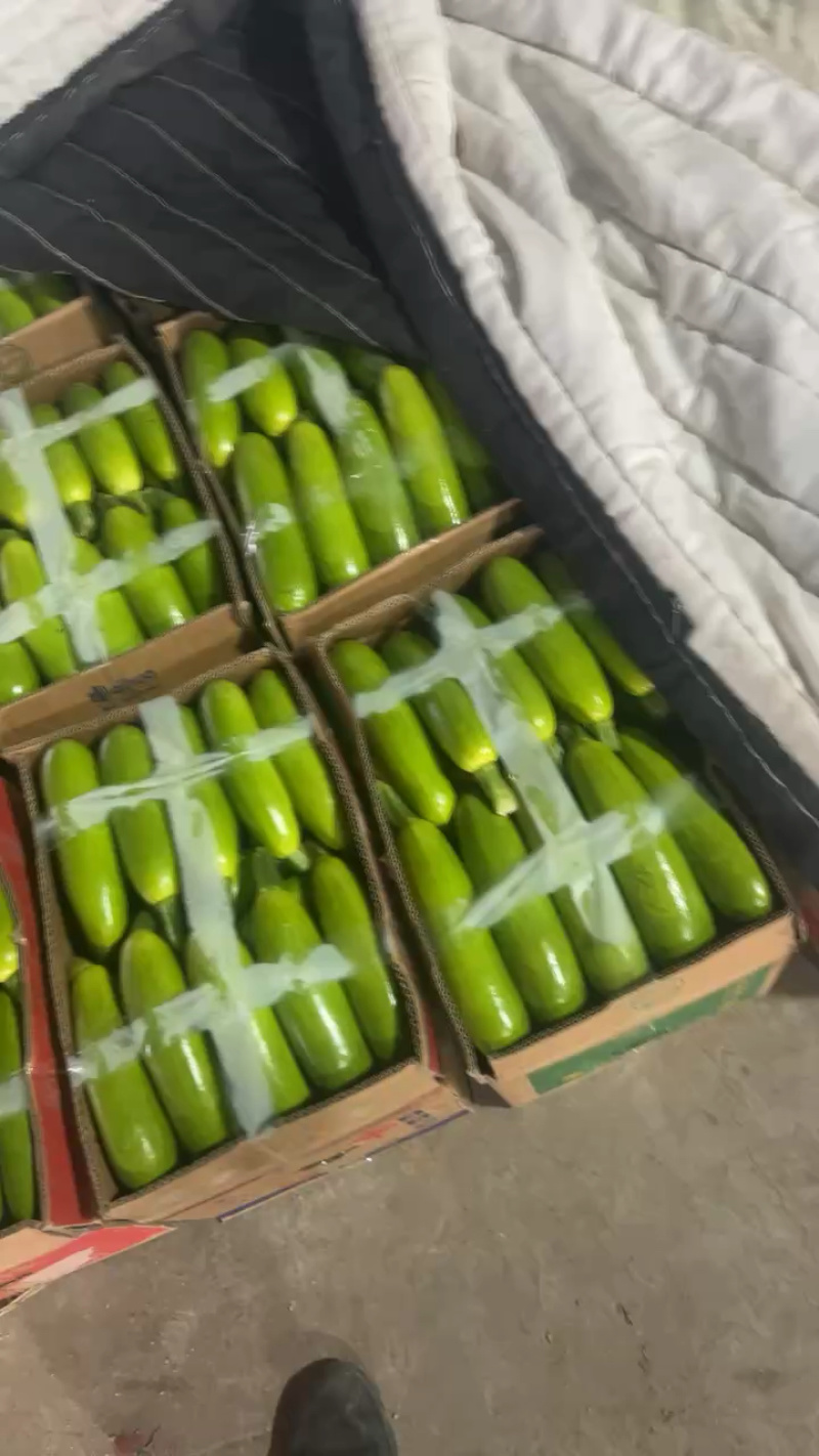 江苏连云港绿皮西葫芦大量接单产地直发量大从优欢迎来电