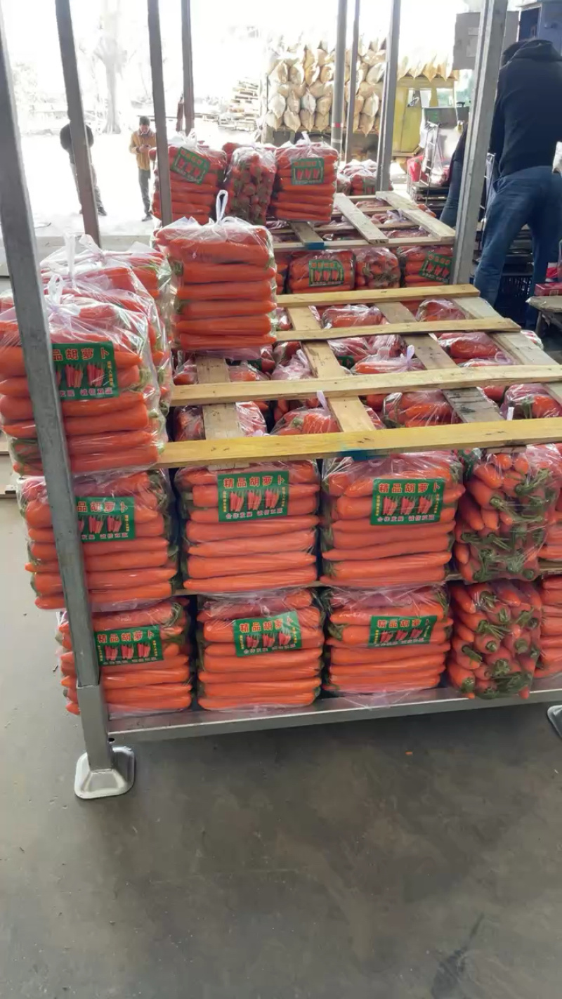 厦门精品胡萝卜，水洗货，土货，全苗，北京包，产地直发
