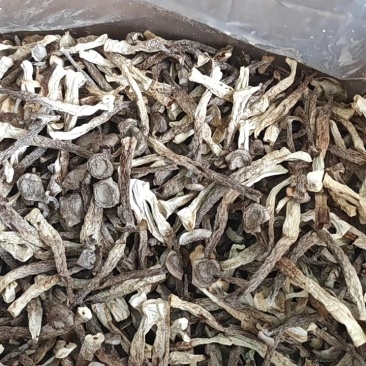 鹿茸菇厂家直销，量大从优