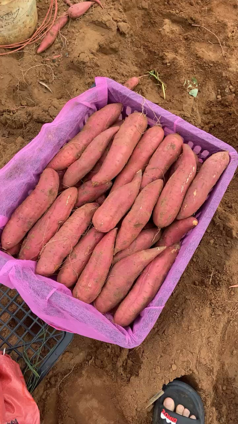 湛江西瓜红箱装，质量好，有货可联系