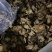 中药材川芎片选货统货颗粒规格齐全大货供应