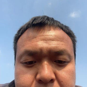 大量供应毛桃成品桃树苗